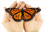 butterfly.png